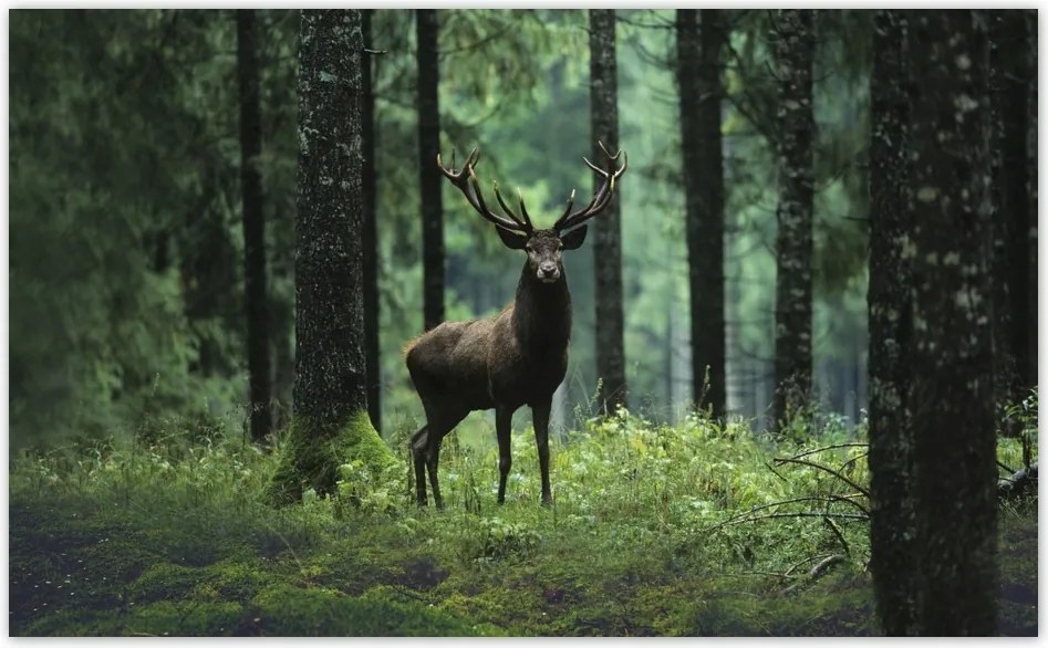 Fotótapéta flizelina 520x318 Szarvas az erdő közepén
