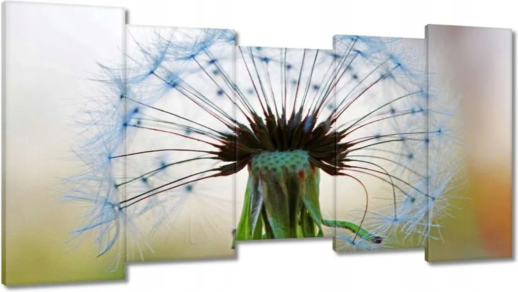 Vászonkép 150x80 Pitypang Virág Virágok