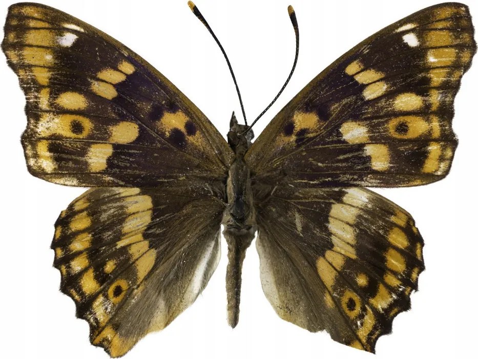 Poszter 60x60cm Pillangó fehér alapon 4, Assaf Frank