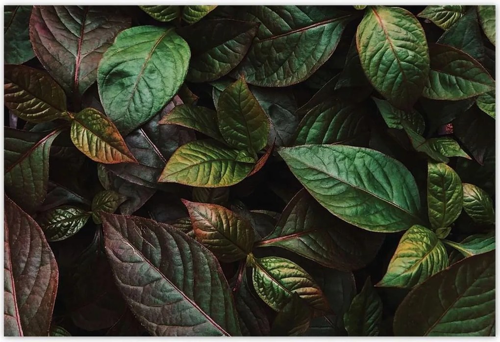 Poszterek 200x135 Trópusi levelek Levelek