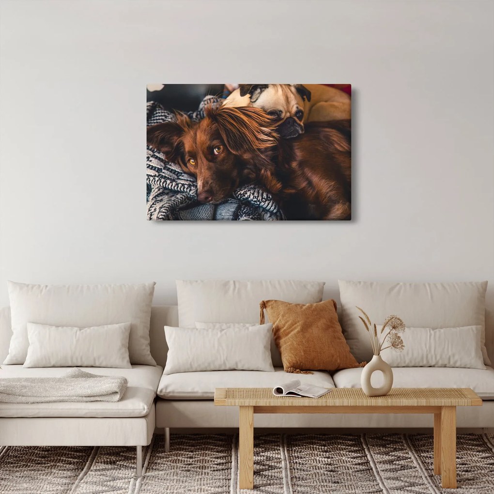 Egy kép fekvő kutyákról (90x60 cm)