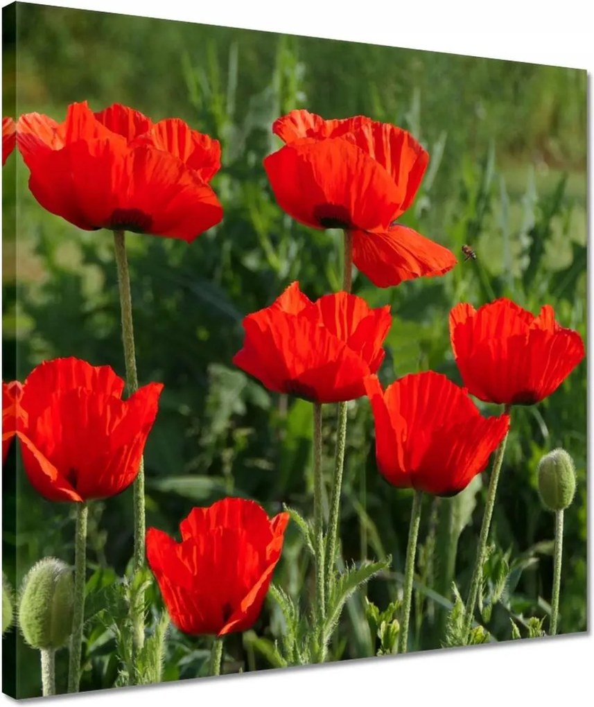 Vászonkép 40x40 Pipacs Virágok