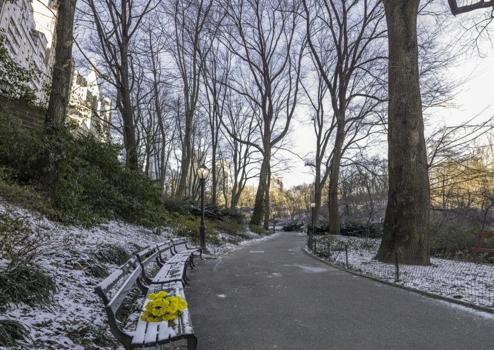 Poszter 42x29,7cm Egy csokor sárga virág egy padon a parkban, Assaf Frank