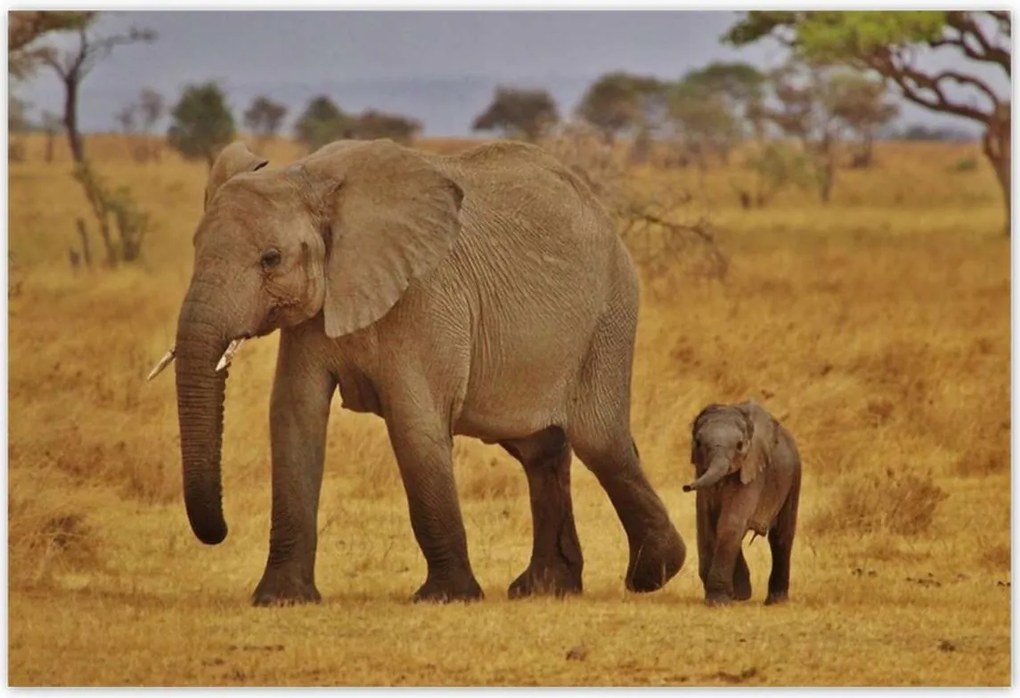 Poszterek 185x125 Elefánt az anyjával