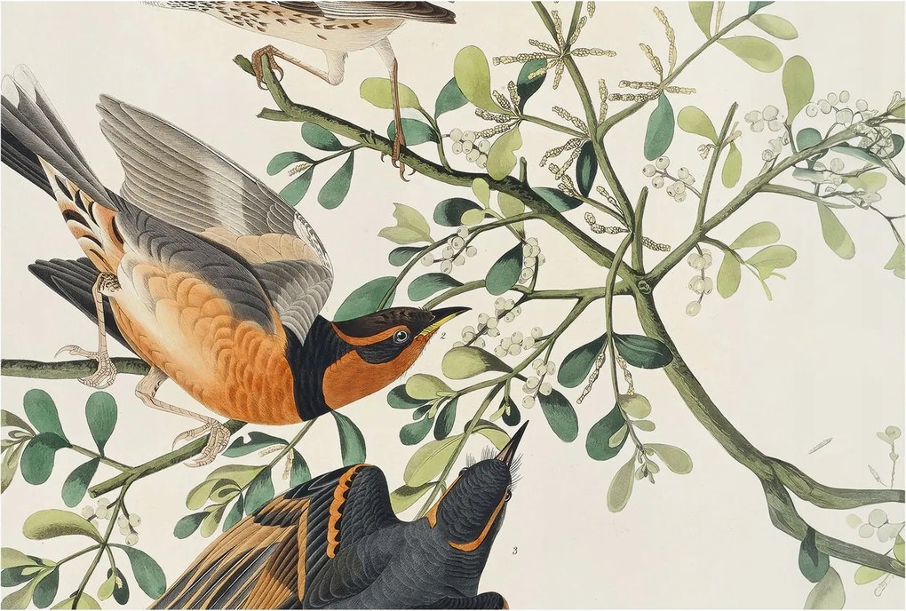 Flizelin fotótapéta Flizelin Design Színes madarak 104x70 Ragasztó