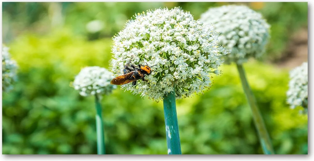 Fotó üvegkép Virágzó fokhagyma 140x70