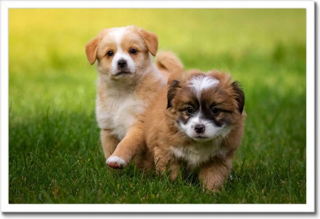 Poszterek keretben 60x40 Kutyák