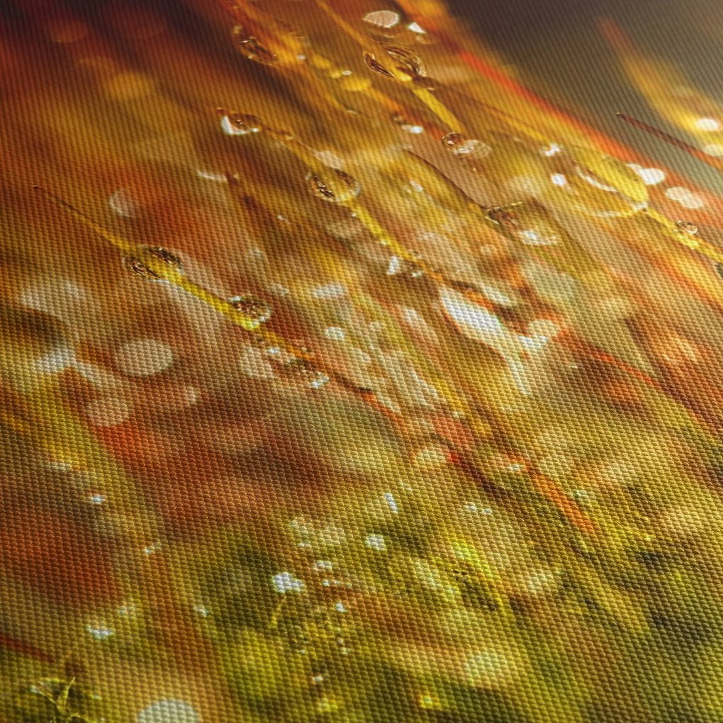 Kép - Harmat részlete (150x105 cm)
