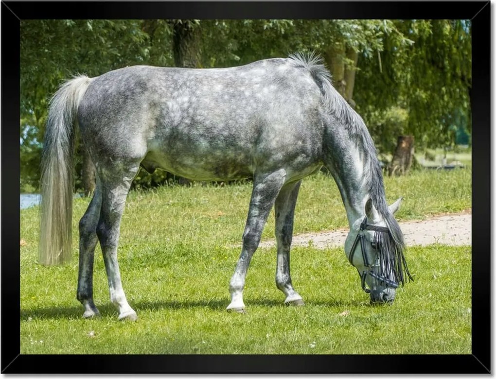 Poszterek keretben 40x30 A legelőn