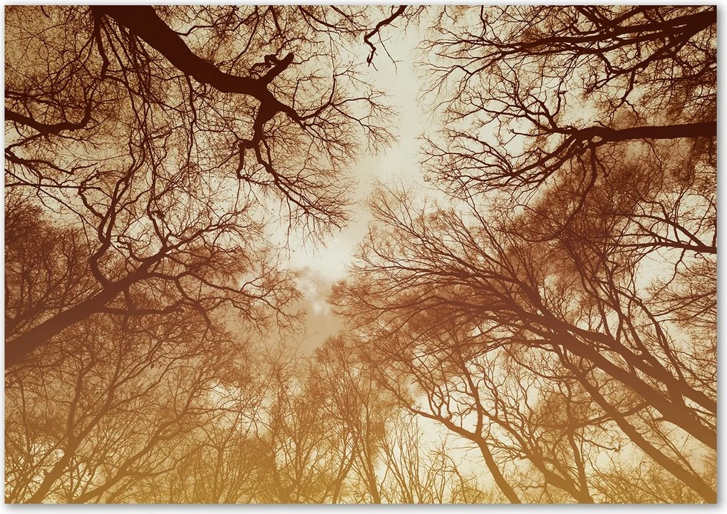 Modern üvegpanel a konyhába Erdő Ragasztó Ingyenes