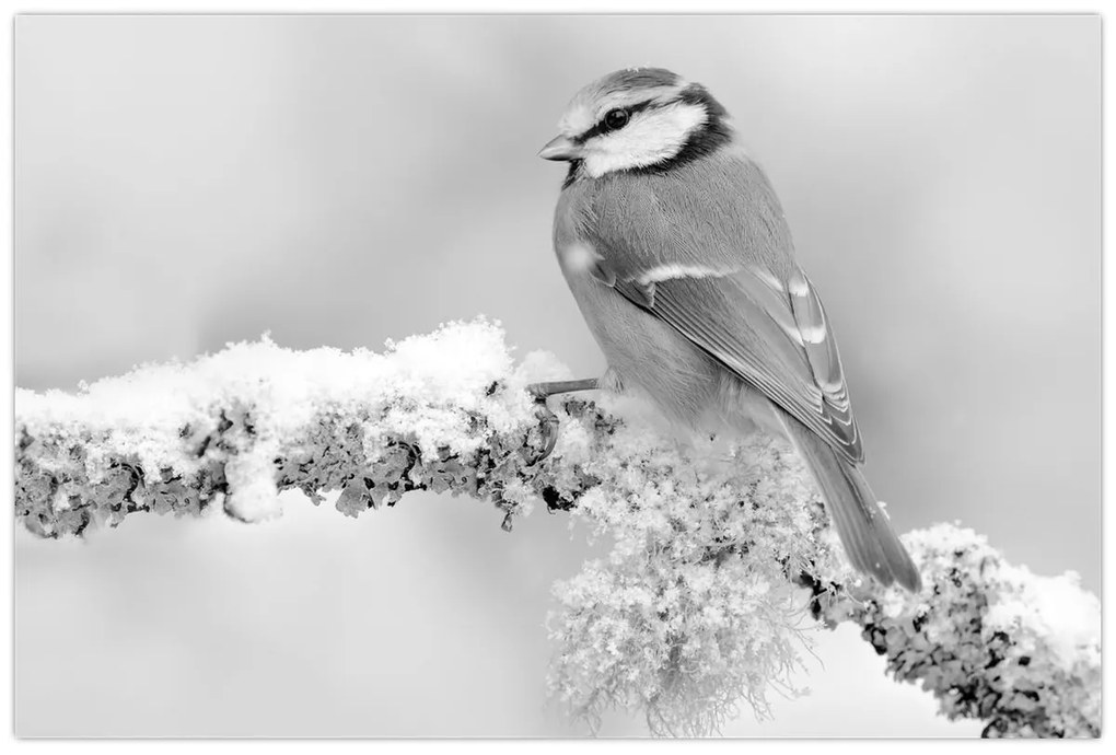 Kép - Egy madár egy ágon (90x60 cm)