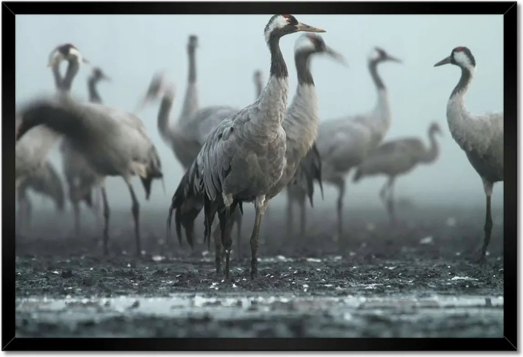 Poszterek keretben 60x40 Darvak a ködben