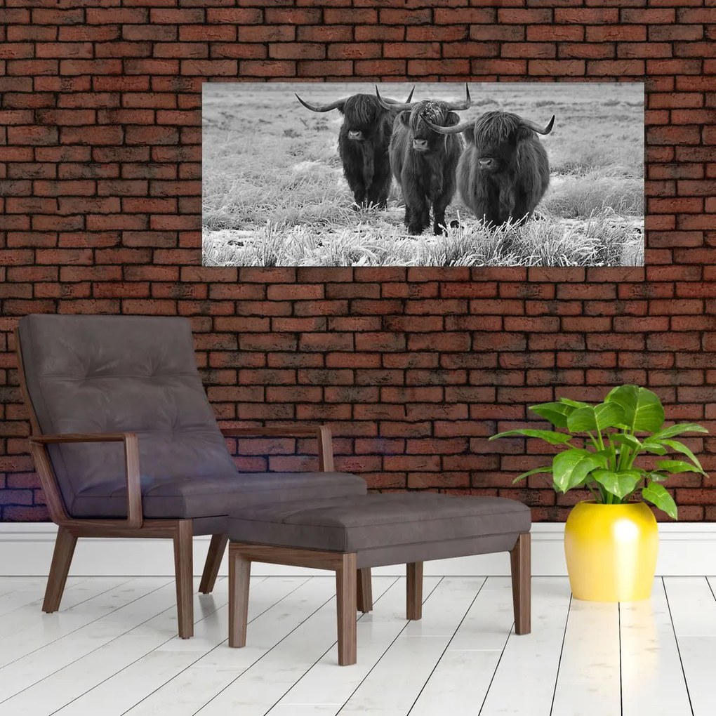 Kép - Skót tehenek (120x50 cm)