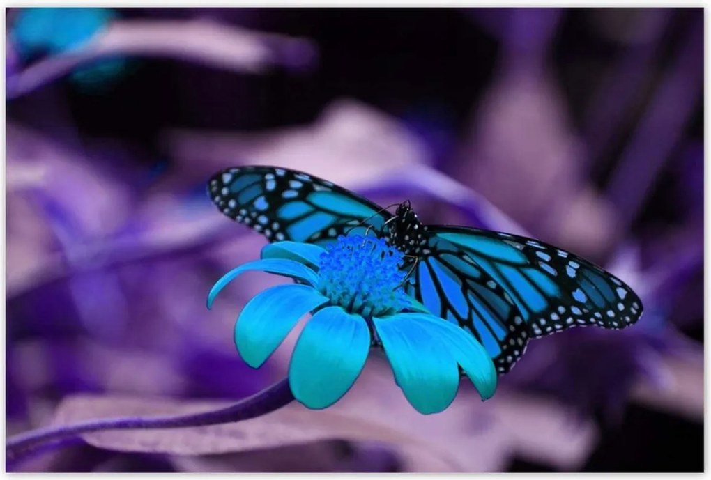 Poszterek 120x80 Kék pillangó
