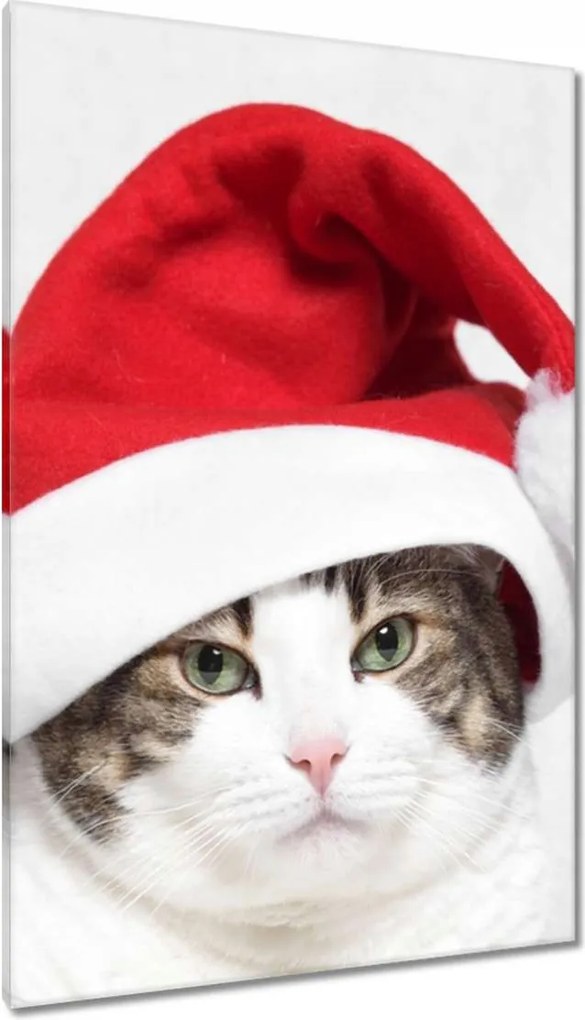 Vászonkép 80x120 Cica