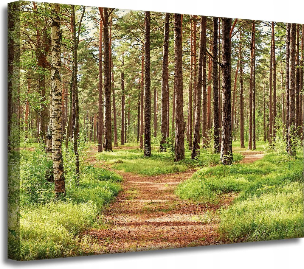 Vászonkép Ösvény az erdőben Fák Természet 40x30 cm