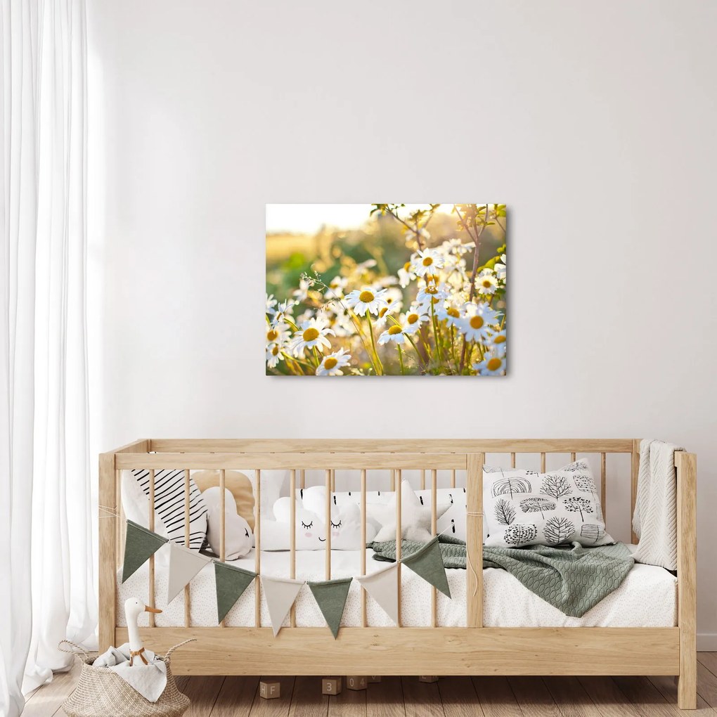 Kép - Százszorszépek (70x50 cm)