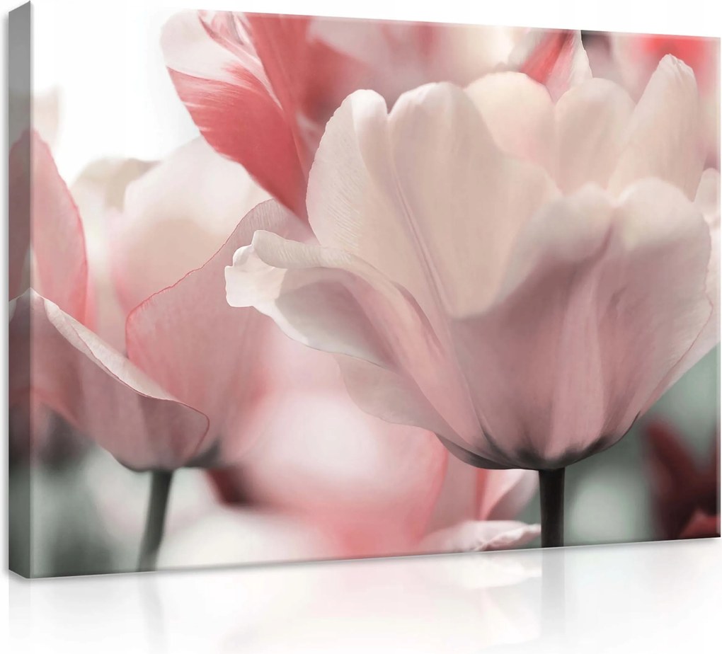 Vászonkép 70x50 Tulipán virágok finomság tavasz pasztell színek természet