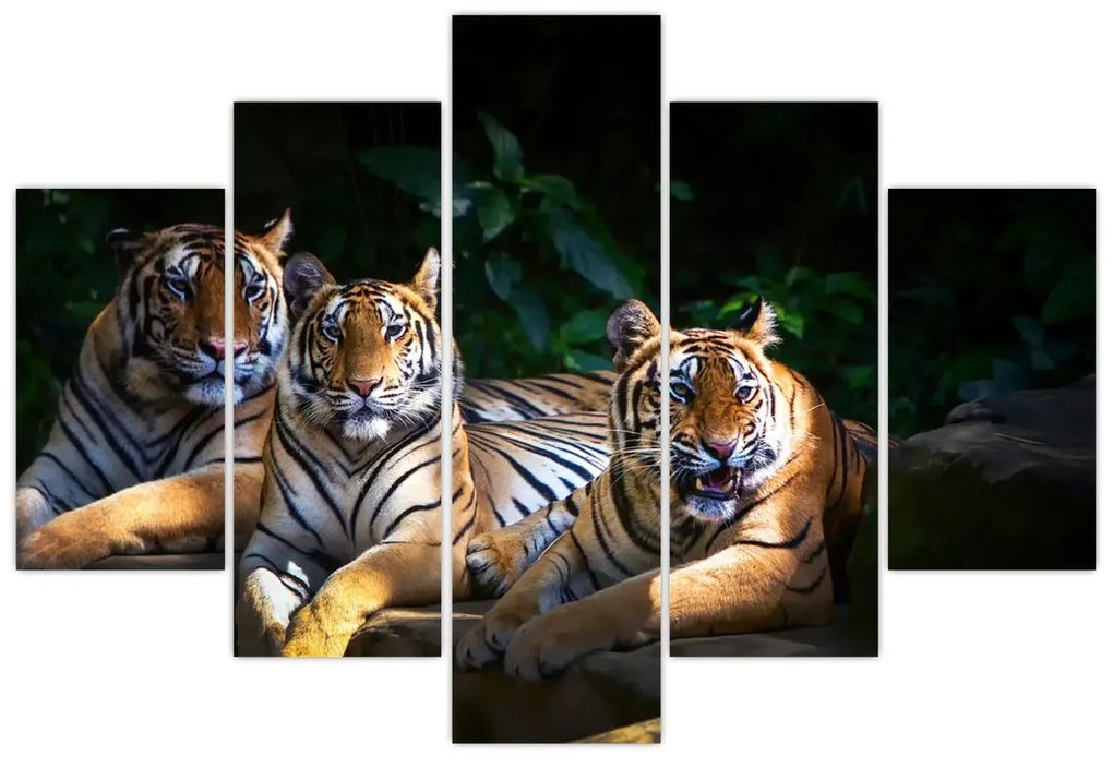 Kép - Tigris testvérek (150x105 cm)