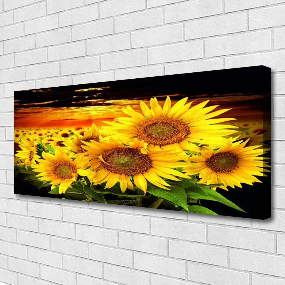 Canvas kép Napraforgó virág növény 120x60 cm