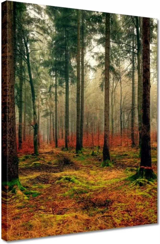 Vászonkép 30x40 Erdő Tájkép