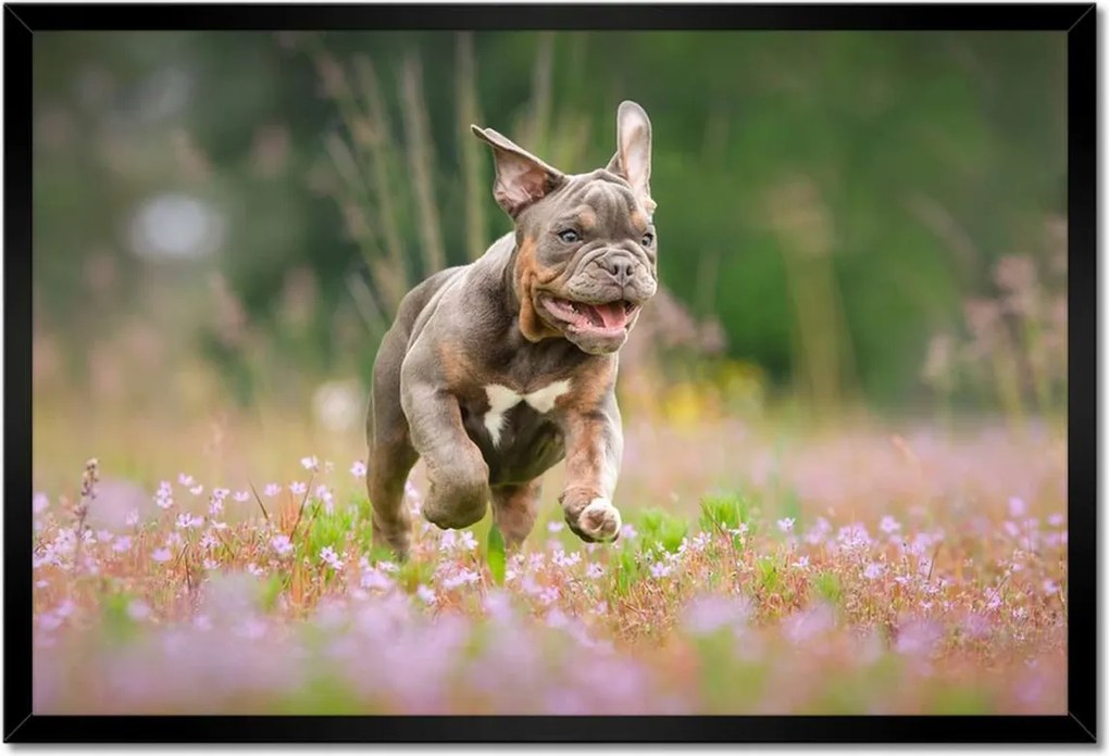 Poszterek keretben 60x40 Kutya Kutyák