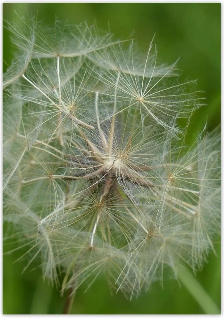 Poszterek 70x100 Pitypang Virág Virágok