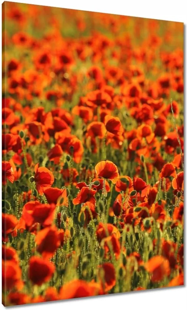 Vászonkép 70x100 Pipacsok rétje
