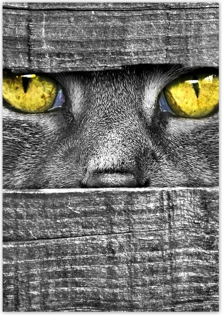 Poszterek 70x100 Macskaszem Szem