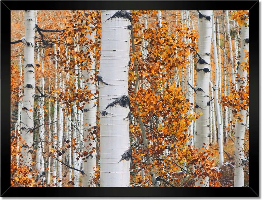 Poszterek keretben 40x30 Őszi táj Nyírfa
