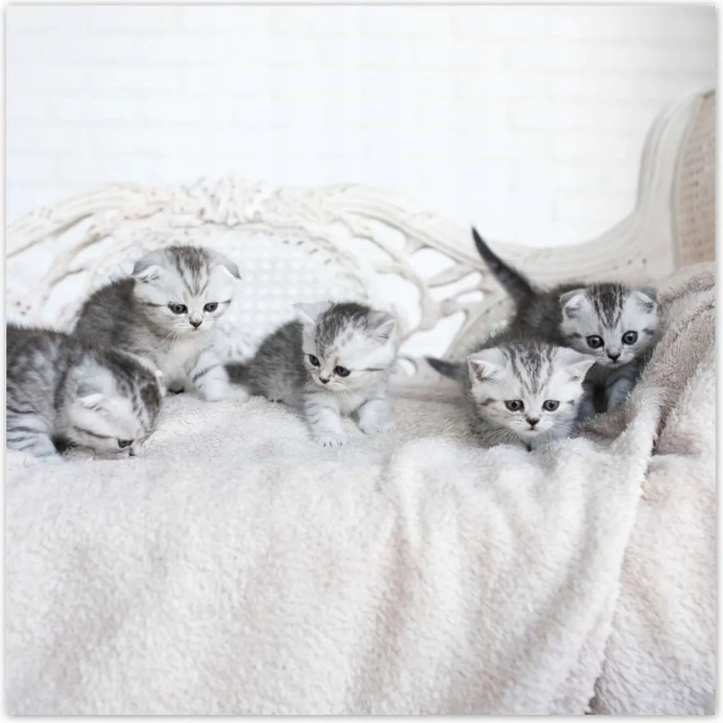 Poszterek 30x30 Cica Cicák