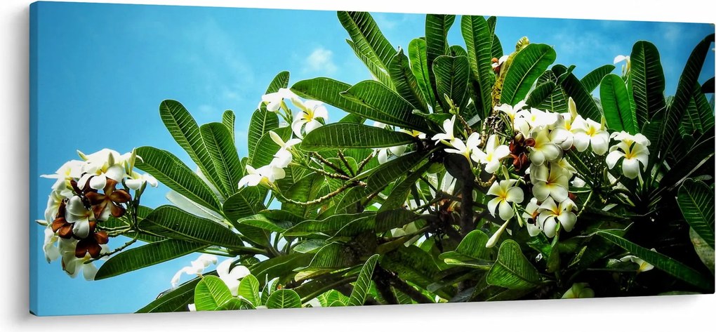 Kép - Plumeria (120x50 cm)