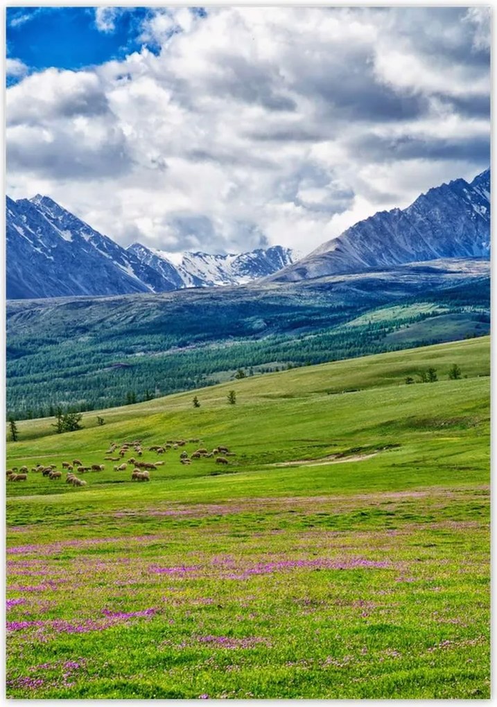 Poszterek 70x100 Juh legeltetés Bárányok Juhok