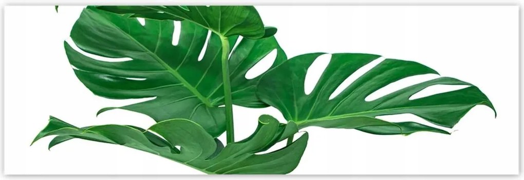 Poszterek 200x66 Monstera Lyukas levelek