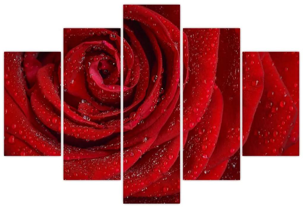 Kép - részlet a rózsáról (150x105 cm)