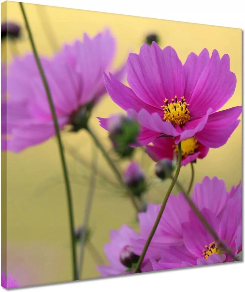 Vászonkép 40x40 Virágok a réten