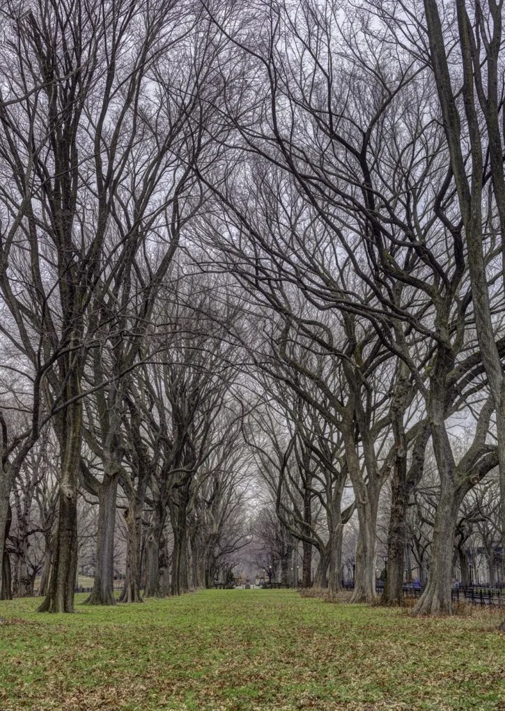 Poszter 67,5x95cm Fasorok a Central Parkban, Assaf Frank