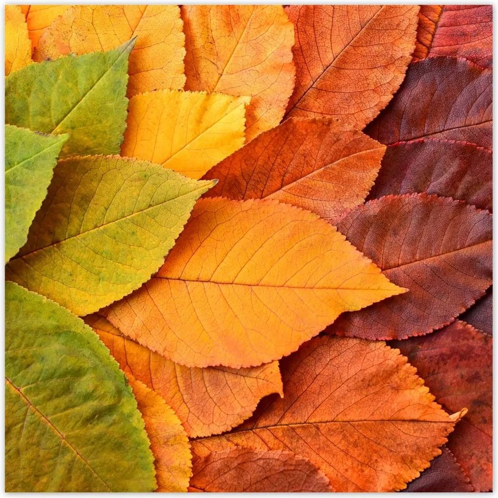 Poszterek 100x100 Őszi színes levelek Levelek az ősz színeiben