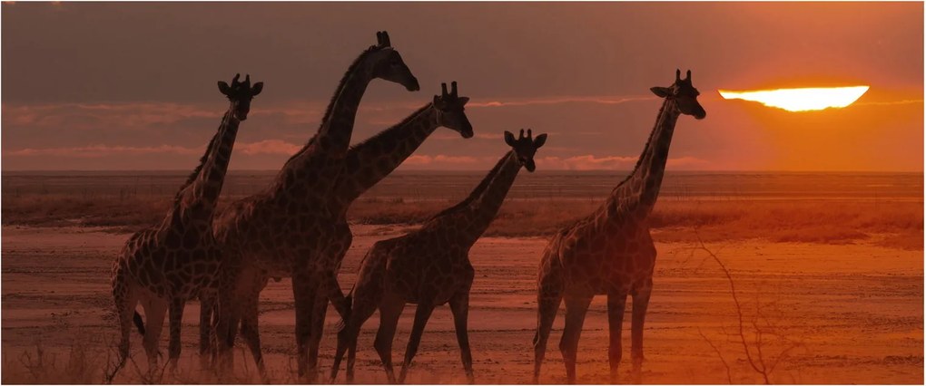 Kép - Zsiráfok az afrikai szavannán (120x50 cm)