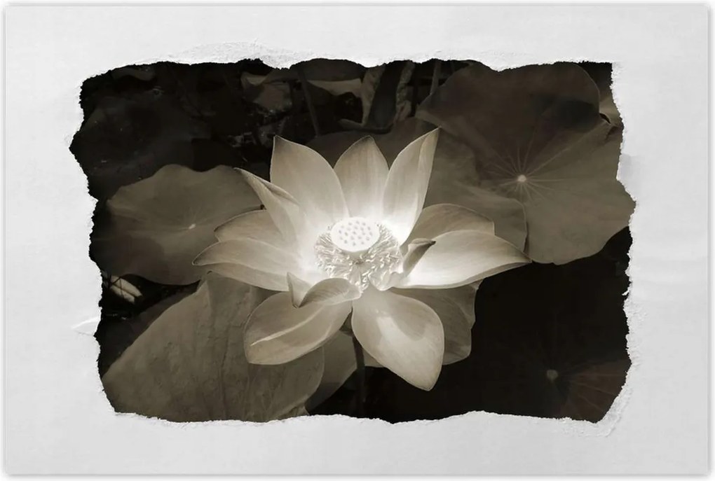 Poszterek 90x60 Lótusz Lótuszvirág