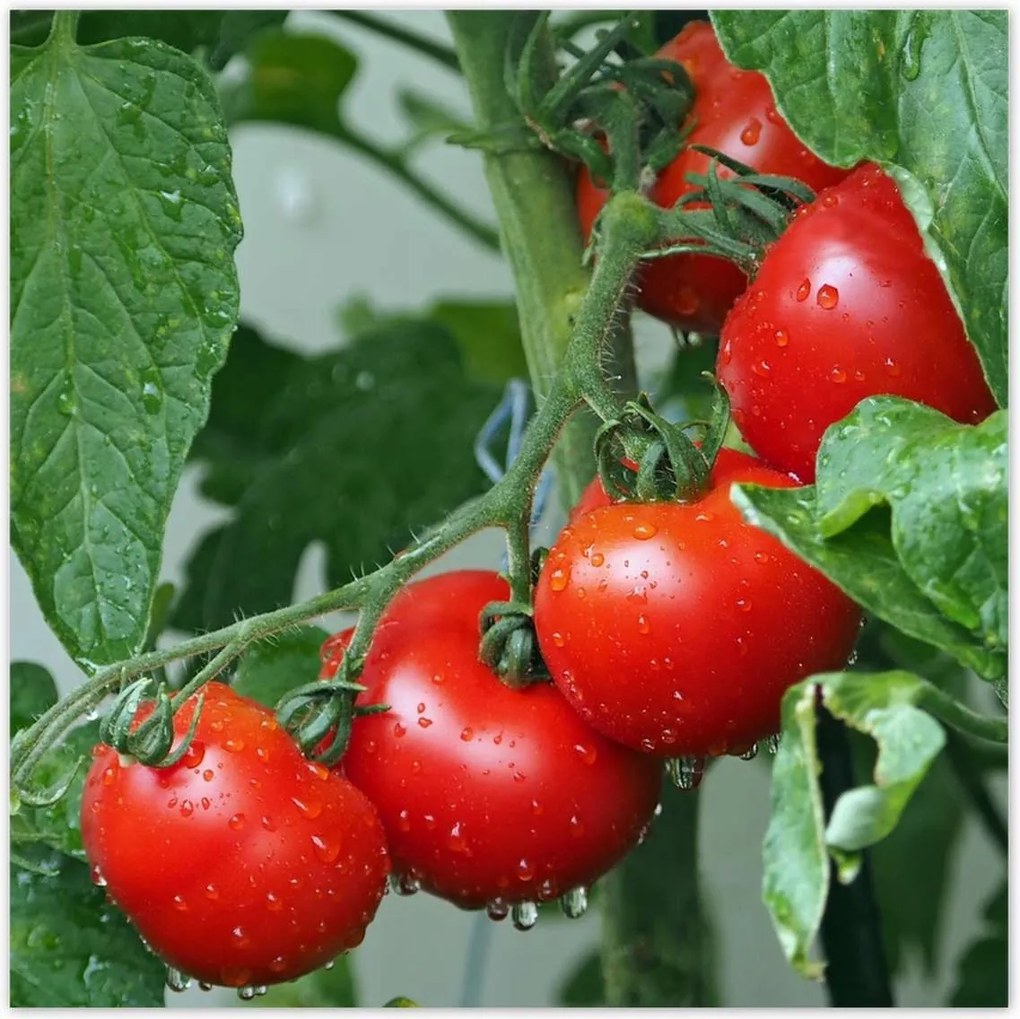 Poszterek 70x70 Konyhai poszter Forradalmak