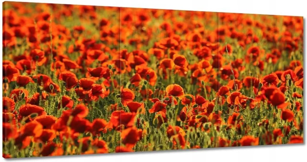 Vászonkép 120x60 Pipacsok rétje