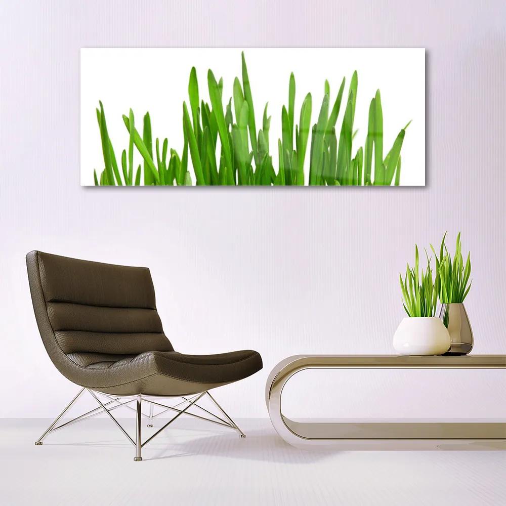 Akrilkép Grass A Wall 100x50 cm