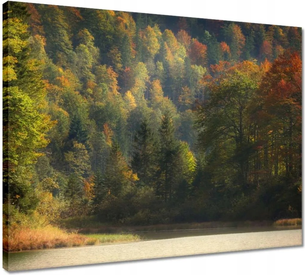 Vászonkép 50x40 Erdei táj Kilátás