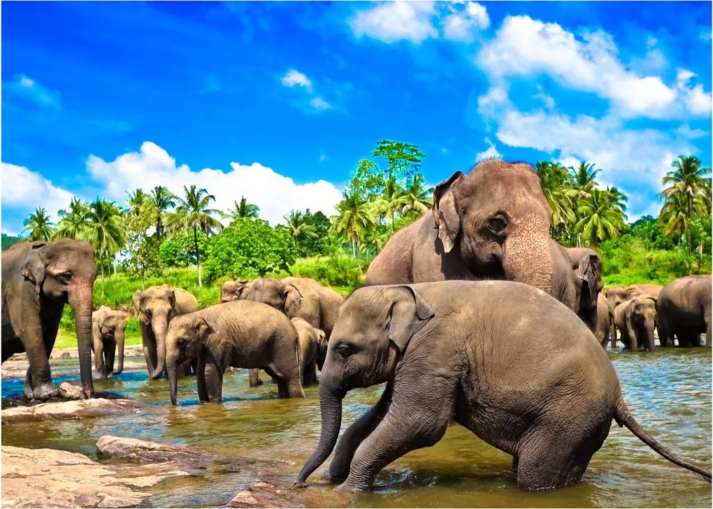 Kép - Elefántok, Sri Lanka (70x50 cm)