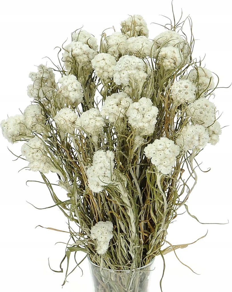 Szárított Anafalis fehér csokor szárított virágok váza és szárító dekoráció