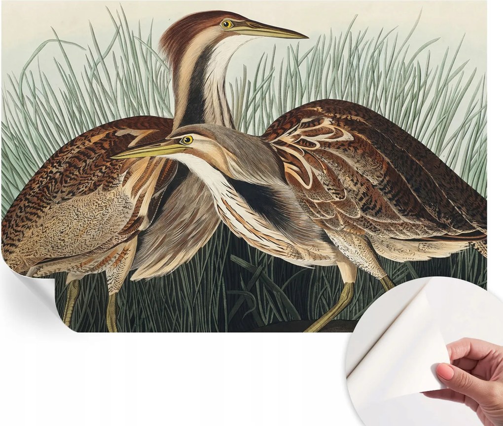 Divatos öntapadós fali tapéta Madarak realisztikus 152x104 cm