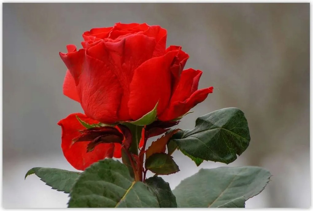 Poszterek 120x80 Rózsa Virág Virágok Rózsa