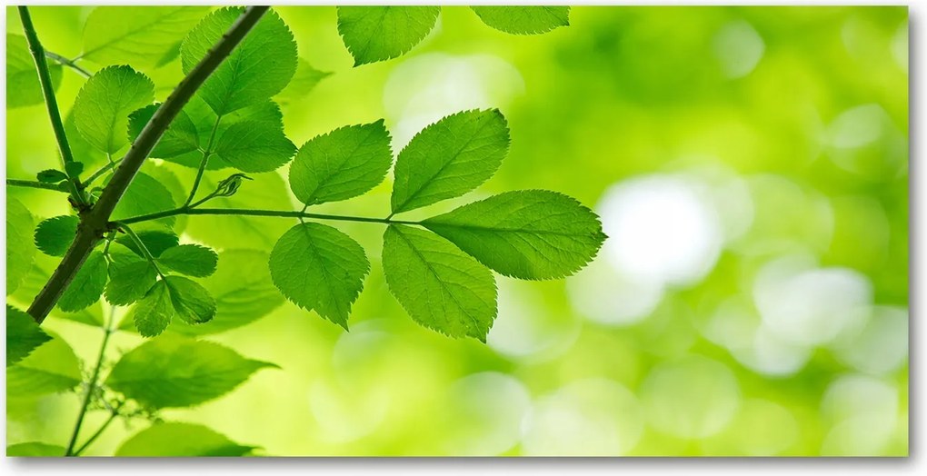 Konyhai panel Zöld levelek 140x70 cm Ragasztó