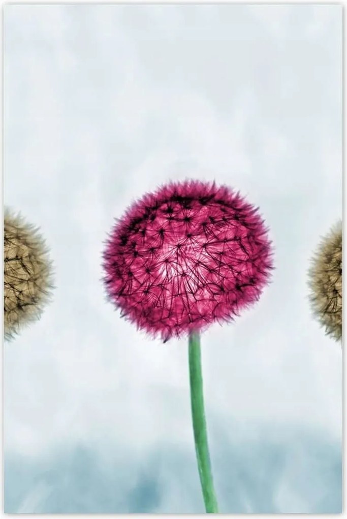 Poszterek 60x90 Pitypangok